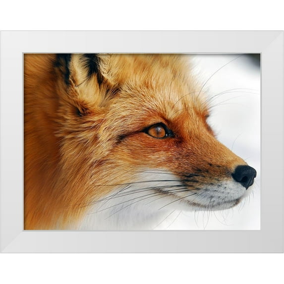 Turgeon, Alain 18x14 White Modern Wood Framed Museum Art Print Titled - Red Fox