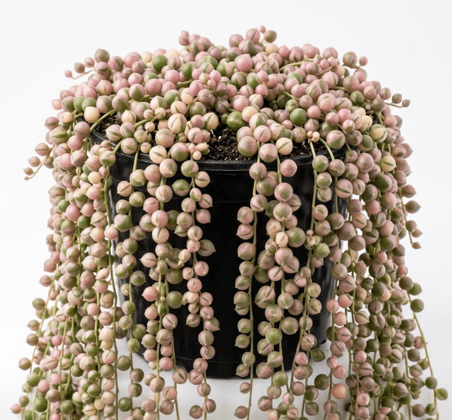Variegated String of Pearls Plant Live for Planting, Trailing Hanging Succulent Plant for Indoor Outdoor in 2 Inch Pot