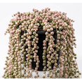thumbnail image 5 of Variegated String of Pearls Plant Live for Planting, Trailing Hanging Succulent Plant for Indoor Outdoor in 2 Inch Pot, 5 of 6