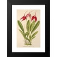thumbnail image 2 of Charles Antoine Lemaire 13x18 Black Modern Framed Museum Art Print Titled - Masdevalia Lindeni (1854-1896), 2 of 5