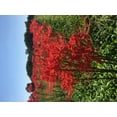 thumbnail image 4 of 8 Bareroot Red Surprise Lily/ Resurrection Lily/ Naked Lady/ August Lily/ Lycoris Raidanti/ Red Spider Lily, 4 of 7