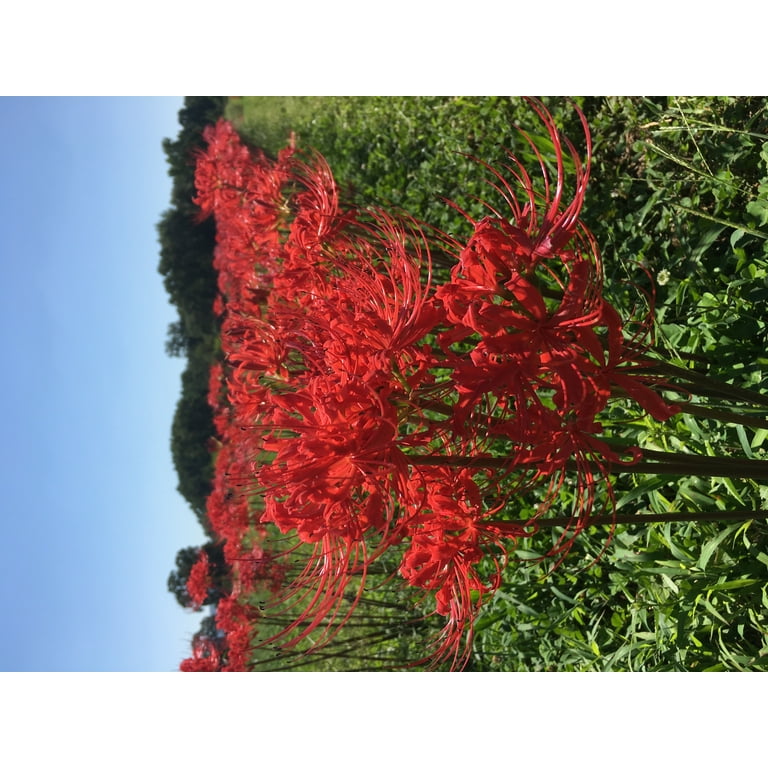 5 Bareroot Red Surprise Lily/ Resurrection Lily/ Naked Lady