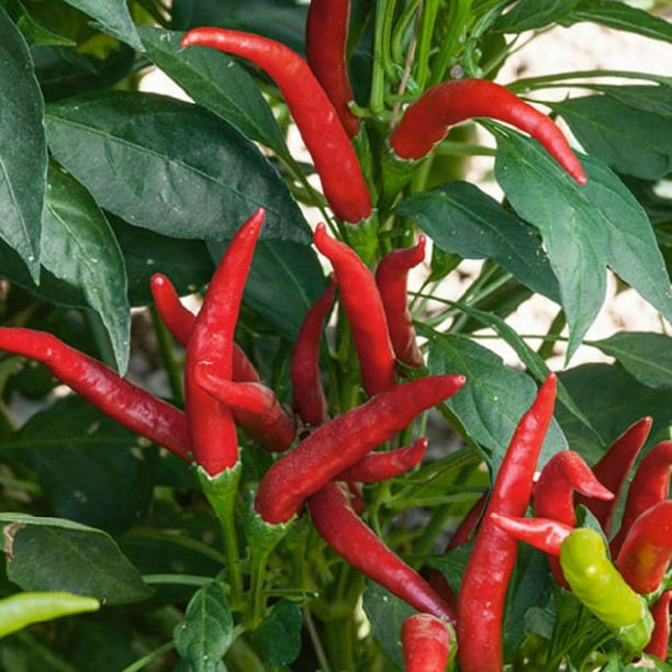Hot Pepper Seeds - Thai Super Chili F1 - Packet, Vegetable Seeds