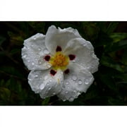 Expert Gardener 2.5qt Cistus