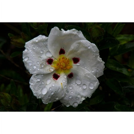Expert Gardener 2.5qt Cistus