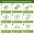 thumbnail image 6 of Exotic Vibrant Clematis for Cultivation-(Non Artificial))-Blossom Every Year, Rapid Growth, Indoor Ornament-Elegant Present Yard-Decorative-High Grade Garden Supports, 6 of 8