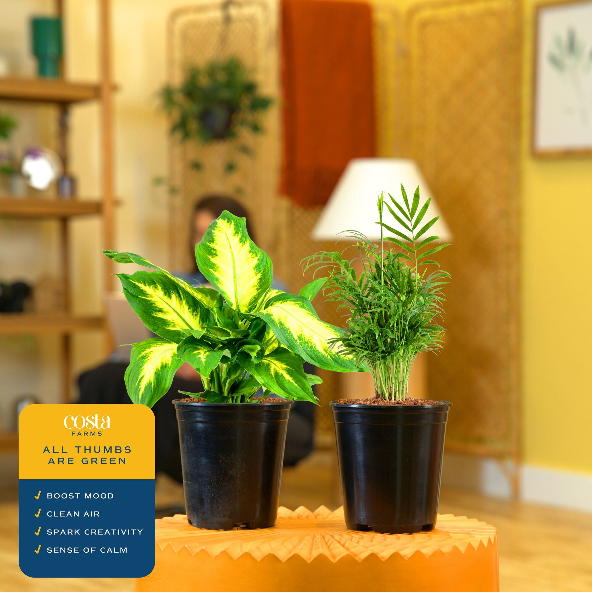 Costa Farms 14" Dieffenbachia and 14" Neanthebella Live House Plants in 5" Grower Pot