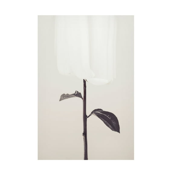 Trademark Fine Art Pictufy Studio III Peony 18 Canvas Wall Art