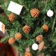 thumbnail image 4 of Fruta Colgante Adornos colgantes de piñas naturales marrones, juego de 9 piezas con 9 piñas reales para decoración navideña JASKFLY, 4 of 9