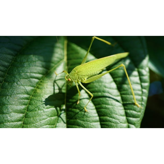 Wall Art Impressions 42x24in Photographic Print Poster Grasshopper Viridissima Insect Close Up Green