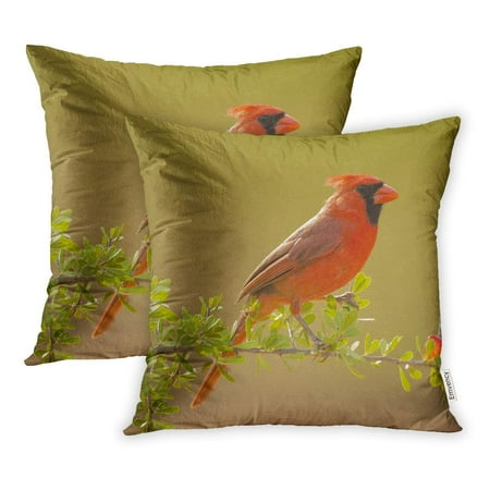 YWOTA Northern Cardinal Cardinalis Near Watering Hole South Texas United States Pillow Cases Cushion Cover 18x18