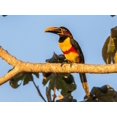 thumbnail image 2 of Jaynes Gallery 24x19 White Modern Wood Framed Museum Art Print Titled - Brazil-Pantanal Chestnut-eared aracari bird, 2 of 4