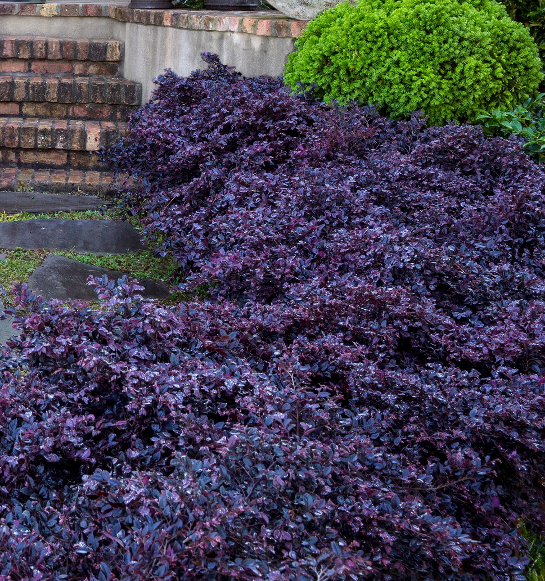 Southern Living Purple Daydream Dwarf Loropetalum Live Shrub in 3-Gallon Grower Pot
