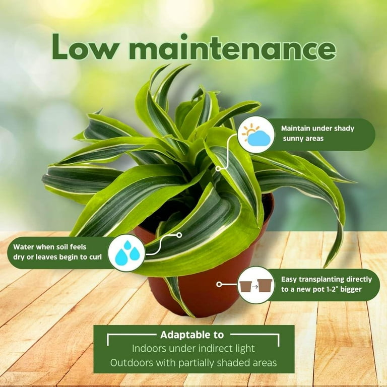 Dracena 'Lemon Surprise', 4 inch Dracaena deremensis, Lemon Lime fragans -  Walmart.com