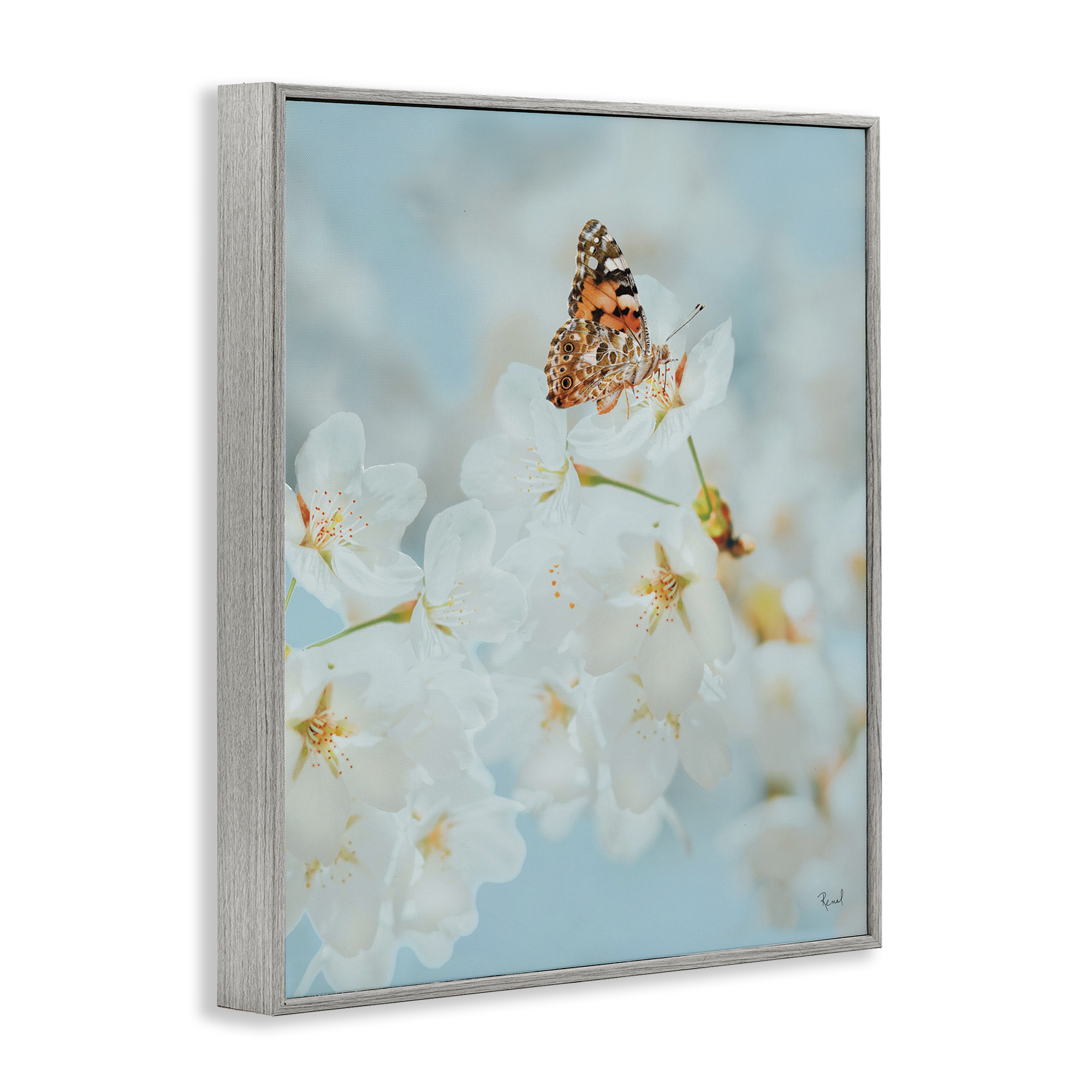Stupell Industries Pale Blossoms & Butterfly Animals & Insects Photography Gray Framed Art Print Wall Art, 24 x 30