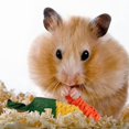 thumbnail image 2 of Lishi Small Animal Rabbit Chew Toy Set for Guinea Pig Hamster Chinchilla Gerbil - 4 Pieces, 2 of 4