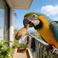 thumbnail image 4 of Natural Fruit Parrot Chewing For Birds Hamster Teeth Grinding Hanging Cage Small Gnawing, 4 of 6