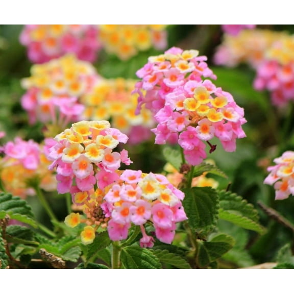 Set 2 Lantana Ham and Eggs Plants 4-7" Tall for Planting, Pink Lantana Flower Plants, Perennial Flowering Plants, Ornamental Flower Plant Indoor Outdoor