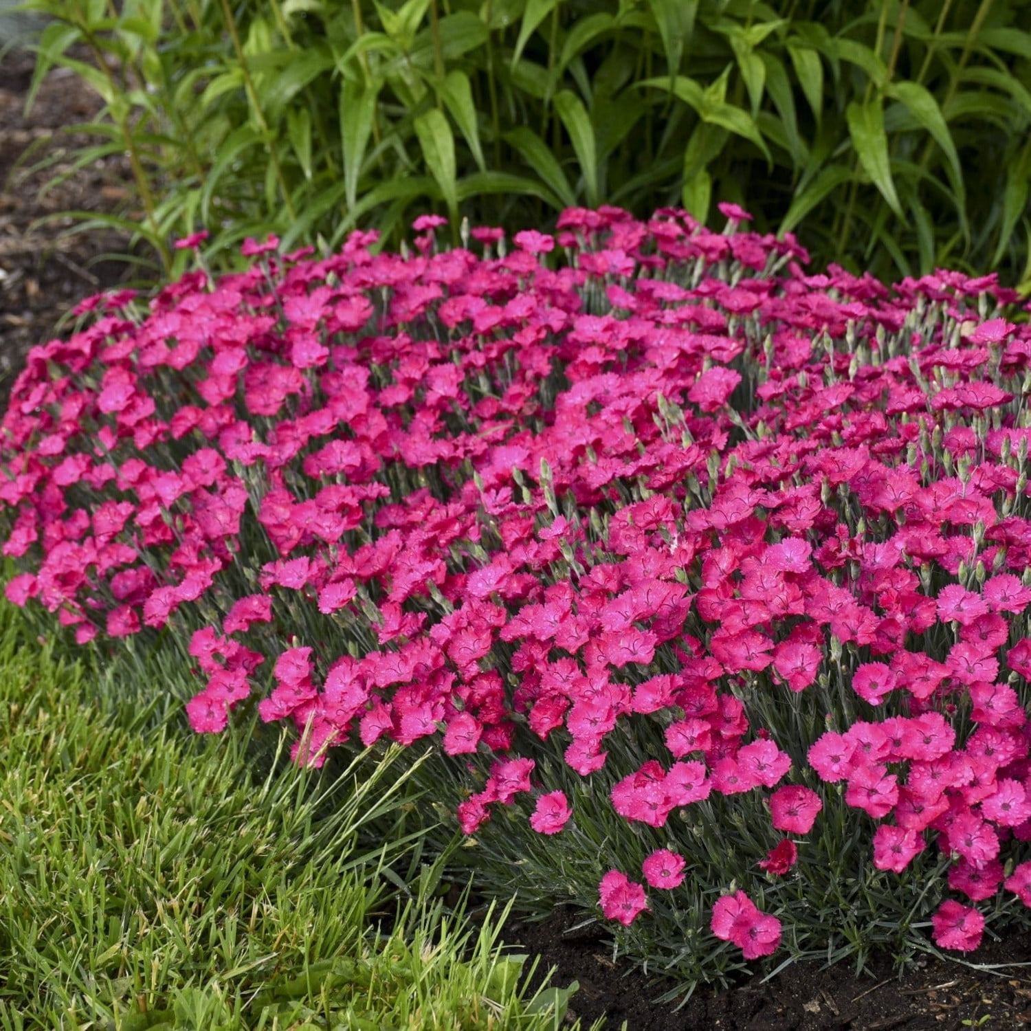 Proven Winners 6" Pink 'Paint the Town Magenta' Pinks Live Plant in 6.5" Pot