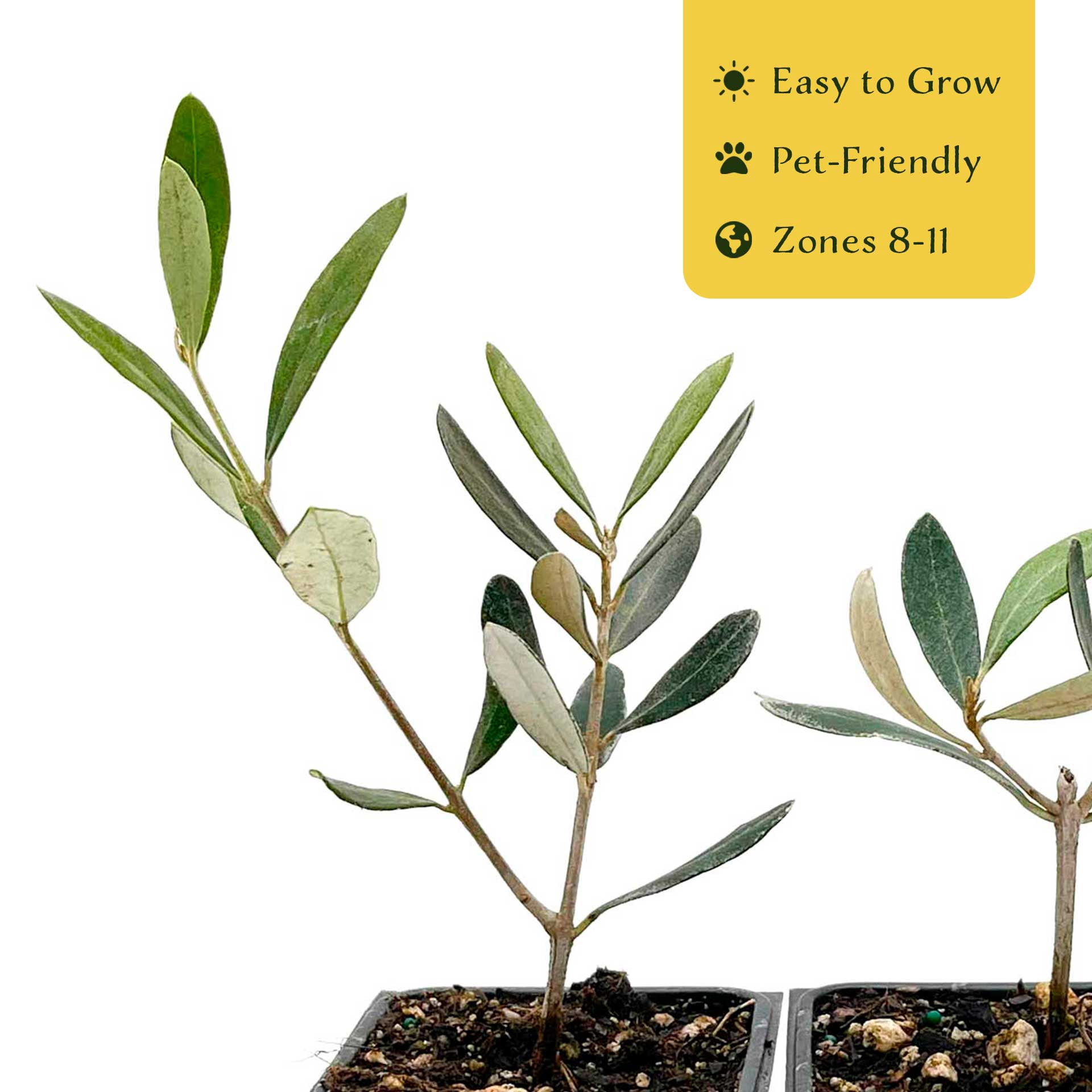 6 Mission Olive Trees – Evergreen Edible Olive Fruit Tree for Indoor or Outdoor Growing, Mediterranean Patio & Container Plant (Olea europaea ‘Mission’) in 3.5″ Cubes, Live Plants