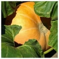 thumbnail image 2 of Everwilde Farms - 1 lb Big Max Pumpkin Seeds - Gold Vault Bulk Seed Packet, 2 of 3