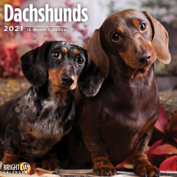 2021 Dachshunds Wall Calendar - Walmart.com - Walmart.com