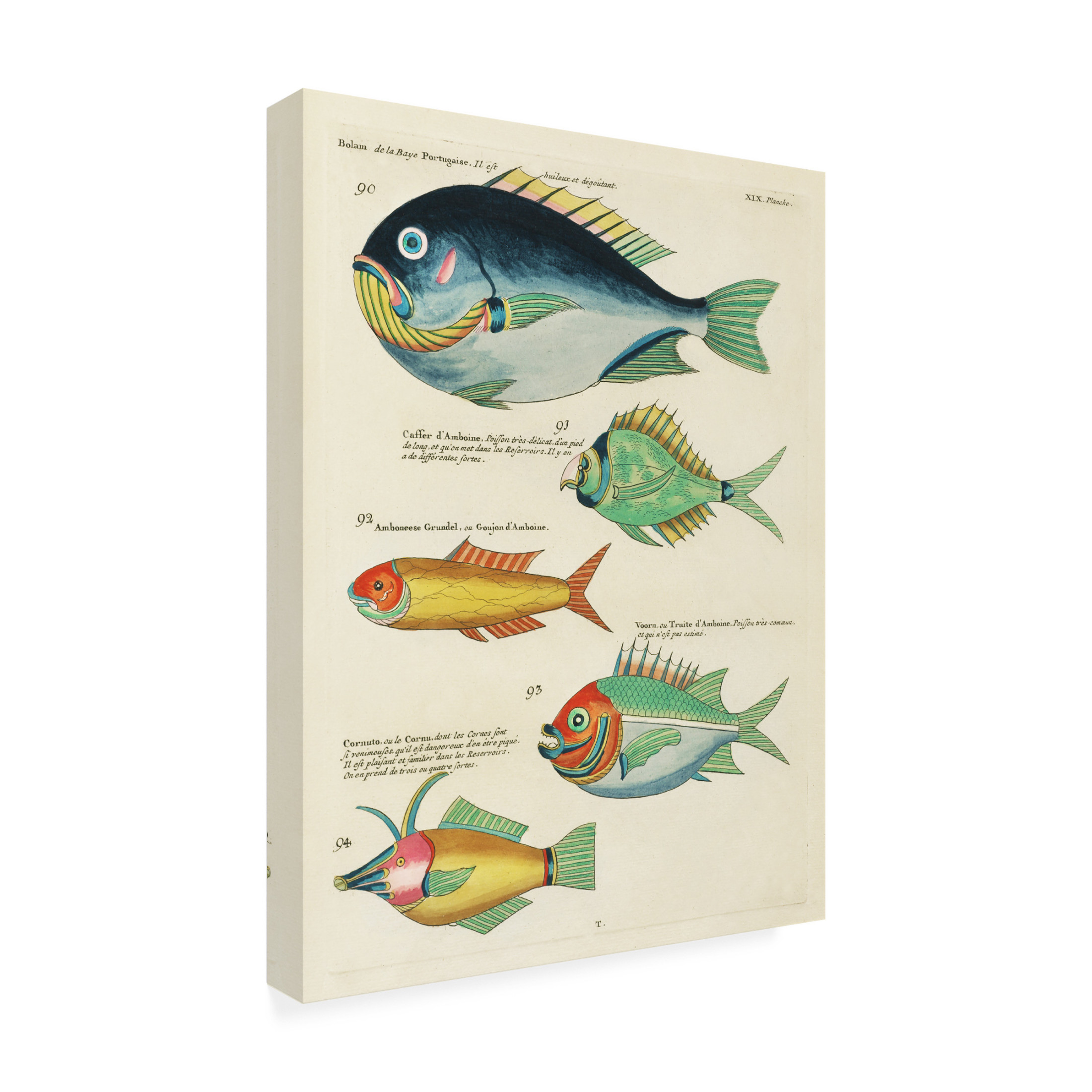 Trademark Fine Art Louis Renard  Renard Tropical Fish I Canvas Wall Art