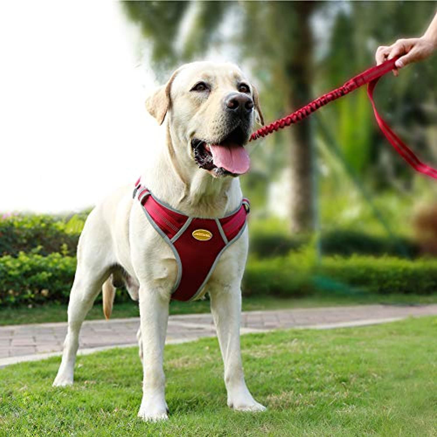 Dog Harness with Handle AdventureMore No Pull Choke Free Dog Halter Harness