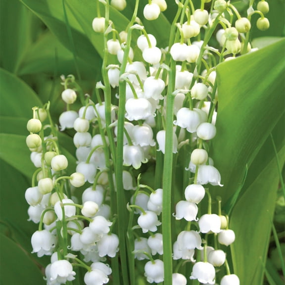 Van Zyverden Lily of The Valley Set of 10 Plant Roots White Partial Shade Deer Resistant 1 lb