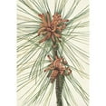 thumbnail image 2 of Mary Vaux Walcott 14x18 Gold Ornate Wood Frame and Double Matted Museum Art Print Titled - Loblolly Pine. Pinus Taeda (1925), 2 of 4