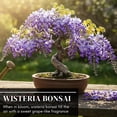 thumbnail image 5 of Wisteria Bonsai Starter Tree (1 Year Old Live Plant) – Wisteria Floribunda Seedling – Fast Growing Flowering Vine for Bonsai Training – Outdoor/Indoor Bonsai Tree Starter Kit Plant, 5 of 9