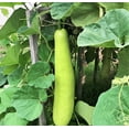 thumbnail image 3 of TomorrowSeeds - Big Green Sausage Bottle Gourd Seeds - 10+ Count - For 2026 Planting Lagenaria, 3 of 9