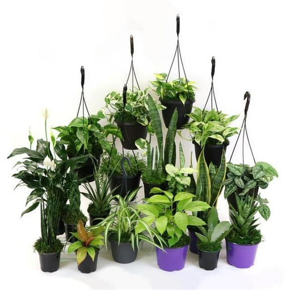 House Plants Low Light 4" Tropical Live Plants in 4" Pots (4 Count), Low Maintenance
