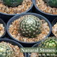 thumbnail image 7 of 5 Pounds Decorative Rocks for Plant, Mixed Color, 1/5 Inch Natural Pea Gravel for Succulent, Vase, Fish Tank, Landscape, Matte Texture, 7 of 7