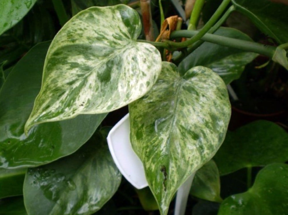 Rare Variegated Heart Leaf Philodendron scandens Var. -6" Pot-Collector