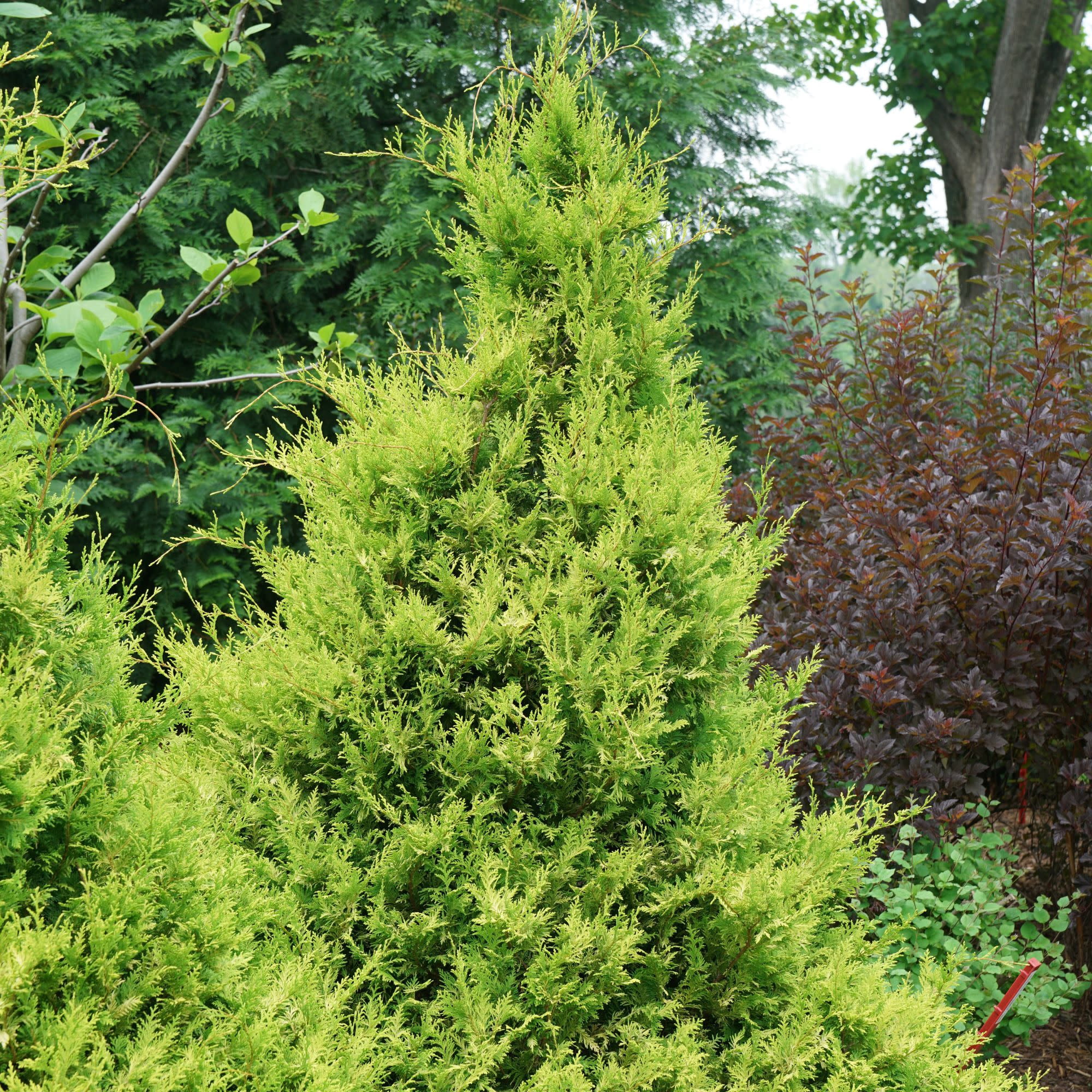 Proven Winners ColorChoice 5" Yellow Soft Serve Gold False Cypress Live Plant in 4.5" Pot (4 Count)