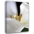thumbnail image 1 of Tammy Putman 28x40 Gallery Wrapped Canvas Wall Art Titled - White Tulip, 1 of 4