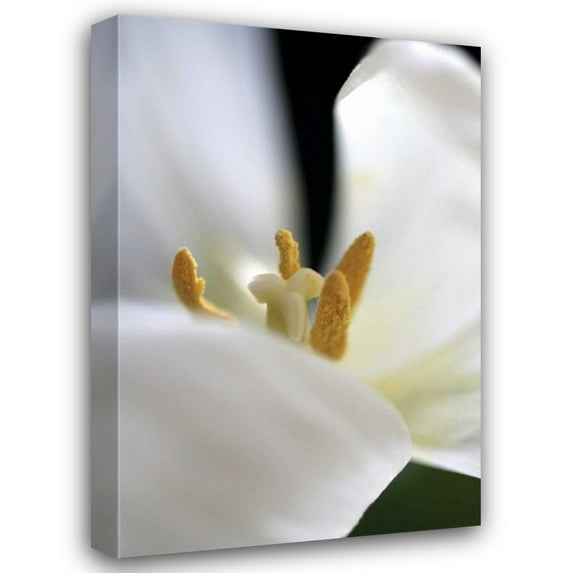 Tammy Putman 28x40 Gallery Wrapped Canvas Wall Art Titled - White Tulip