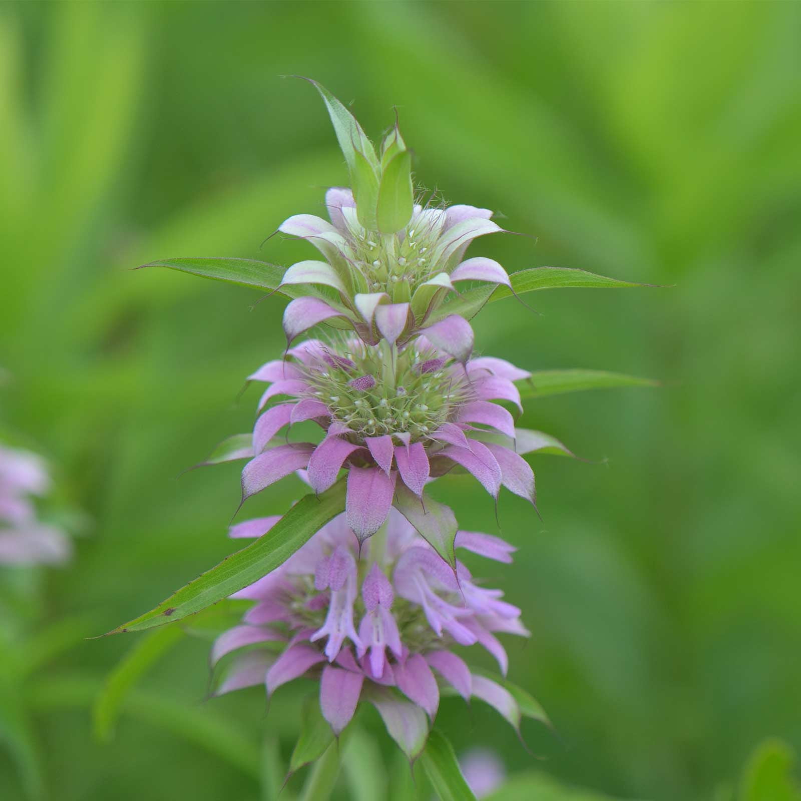 Bergamot Herb Leaves