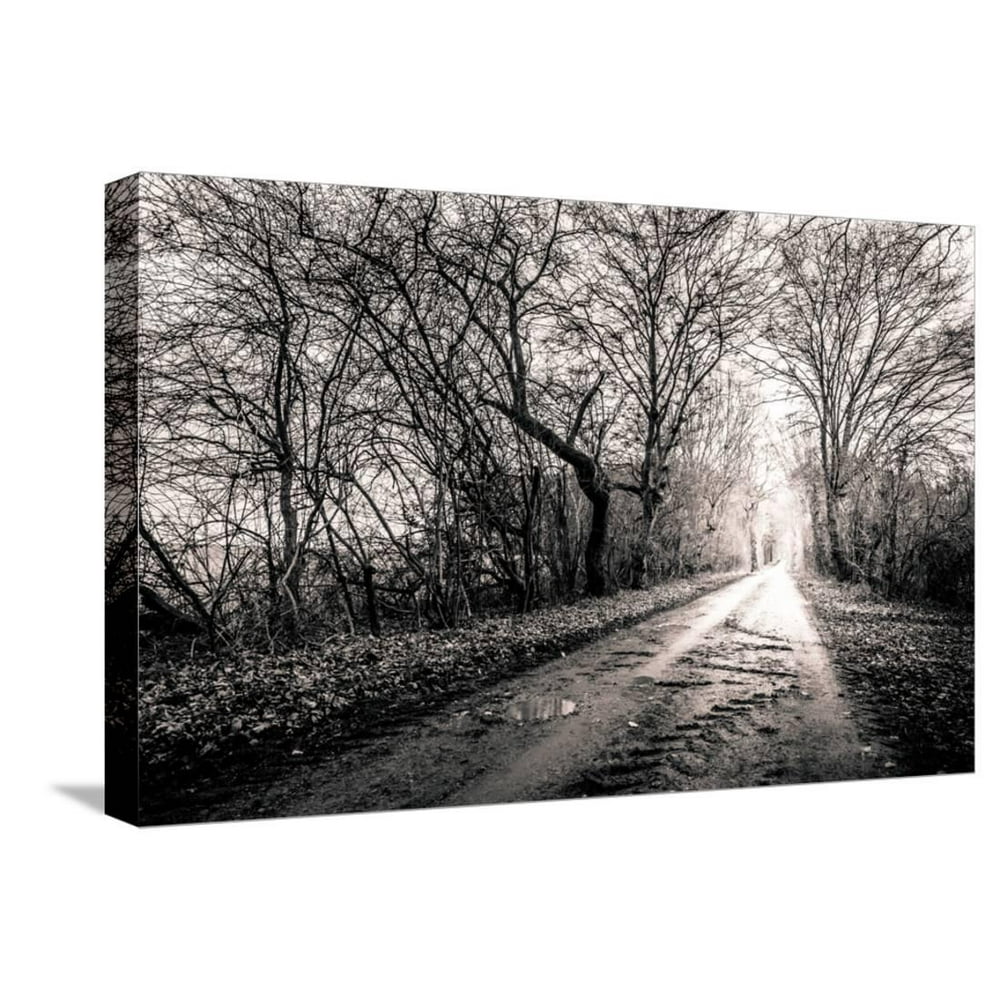 Black and White Photo of A Road Surrounded My Trees with Light at the