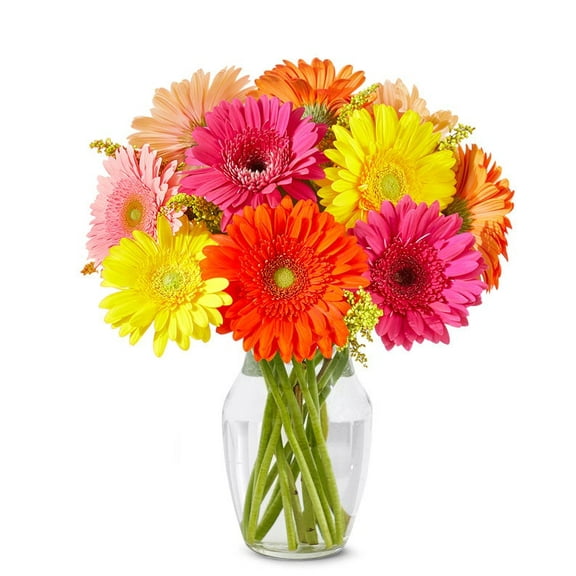 From You Flowers - Stunning Gerbera Daisies - 10 Stems for Birthday, Anniversary, Get Well, Congratulations, Thank You, All Occasions