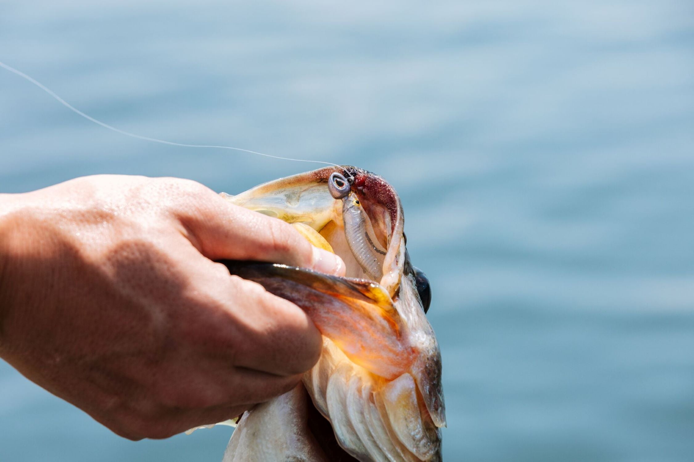 Berkley Fusion19â¢ Swimbait Jighead - 1/8oz | 3.5g