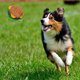 thumbnail image 4 of EeaseMX Juguete de perro de peluche de imitación de sonido para mascotas Juguete de chillido Juguete de resistencia a la mordida chirriante, 4 of 8