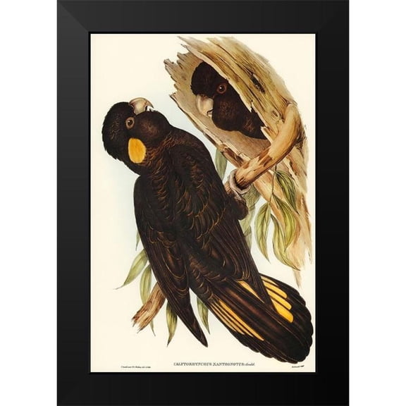 Gould, John 11x14 Black Modern Framed Museum Art Print Titled - Yellow-eared Black Cockatoo-Calyptorhynchus xanthonotus