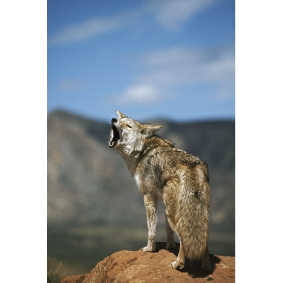 Posterazzi DPI1865884LARGE Coyote Howling From High Point Poster Print, 24 x 38