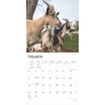thumbnail image 3 of Goats | 2025 12x24" (Hanging) Wall Calendar | Plastic-Free | BrownTrout, 3 of 9