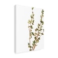 thumbnail image 2 of June Erica Vess 'Earthtone Herbs II' Canvas Art, 2 of 3