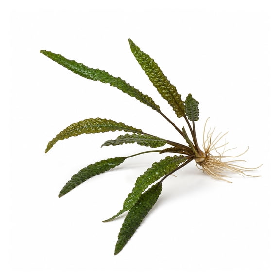 Canton Aquatics Crypt Balansae Live Plant Green Bare Root Small 3-5 in 1 Count