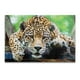 thumbnail image 2 of ROMPECABEZAS 1000PZAS CH JAGUAR, 2 of 3
