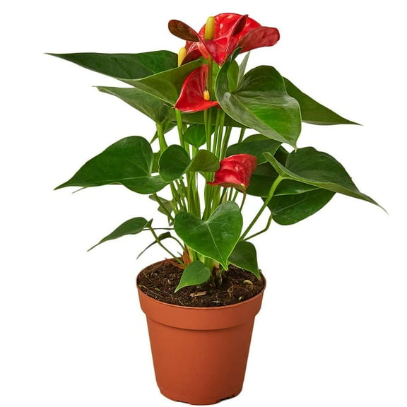 Anthurium Red Live Plant for Indoor | Different Houseplants in 4'' & 6'' Pot | Real House Plant for Living Room, Office, Desk & Bathroom | Flamingo Flower | Tailflower